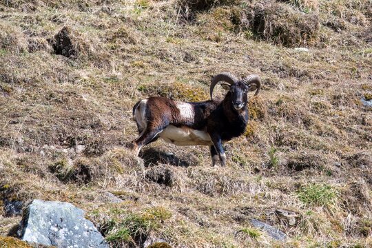 a young mouflon ram, ovis orientalis musimon, at a sunny spring day on the mountains