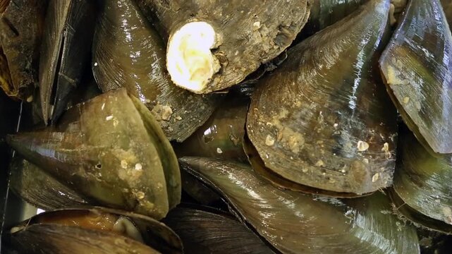 키조개 수산물 시장 식재료 서울: 대한민국 서울의 수산시장에 진열된 신선하고 커다란 키조개들의 모습입니다. 조개의 독특한 형태와 질감을 클로즈업하여 보여주며, 한국의 풍부한 해산물 식재료와 수산시장의 활기찬 분위기를 담은 실외 영상입니다.