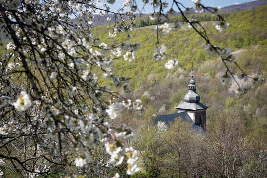 Close-up of a historic village church tower seen through blooming white cherry blossoms in Brdarka, Slovakia