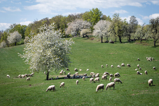 A peaceful flock of sheep grazing on a green hillside under blooming cherry trees in Brd&aacute;rka, Slovakia