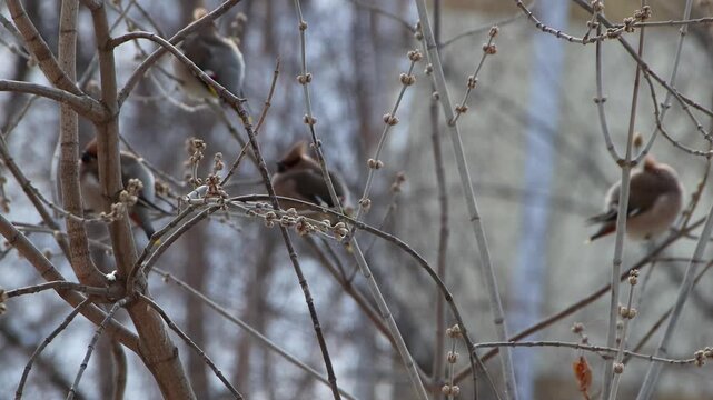 Two waxwing birds sit among leafless branches during winter, surrounded by dried buds and a muted natural background.