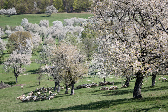A flock of sheep grazing in a traditional blooming cherry orchard during a sunny spring day at Brdarka, Slovakia