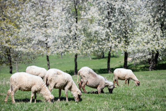 Close-up of sheep grazing in a sunlit meadow with blooming cherry trees in the background, Brdarka, Slovakia