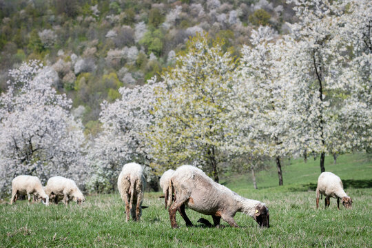 Close-up of sheep grazing in a sunlit meadow with blooming cherry trees in the background, Brdarka, Slovakia