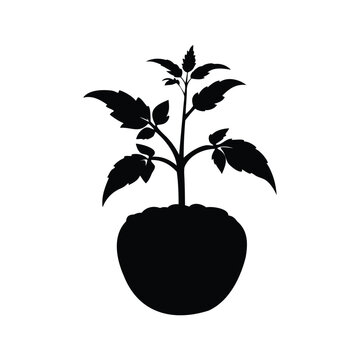 Silhouette of young tomato seedling in black and white minimalist vector illustration design, tomato seedling silhouette vector illustration
