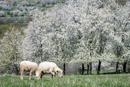 A flock of sheep grazing in a traditional blooming cherry orchard during a sunny spring day, Brdarka, Slovakia