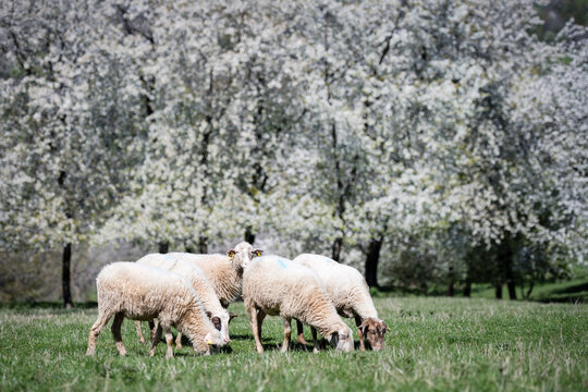 A flock of sheep grazing in a traditional blooming cherry orchard during a sunny spring day, Brdarka, Slovakia