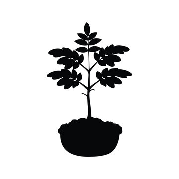 Silhouette of tamarind tree seedling in black and white minimalist vector illustration design, tamarind tree seedling silhouette vector illustration