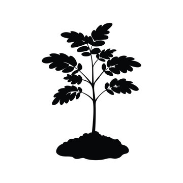 Silhouette of tamarind tree seedling with broad leaves vector illustration design, tamarind tree seedling silhouette vector illustration
