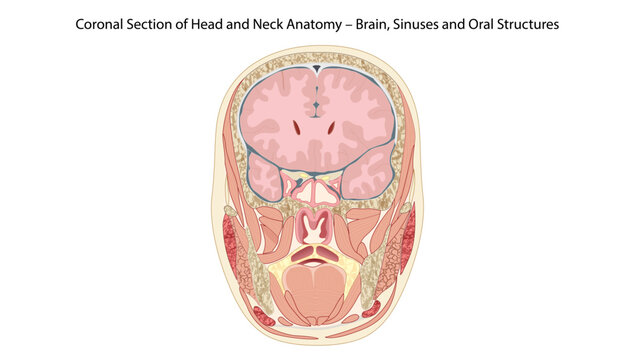 Coronal Section of Head and Neck Anatomy &ndash; Brain, Sinuses and Oral Structures
Detailed coronal section of the head and neck showing brain structures, nasal cavity, sinuses, oral cavity.