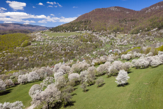 Aerial view of hundreds of blooming cherry trees surrounding a small traditional village Brdarka in spring, Slovakia