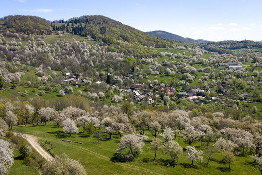 Aerial view of hundreds of blooming cherry trees surrounding a small traditional village Brdarka in spring, Slovakia