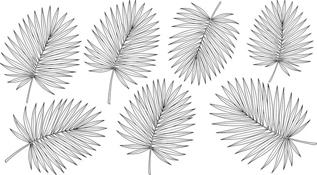 Collection of detailed palm frond leaves with intricate linear patterns.