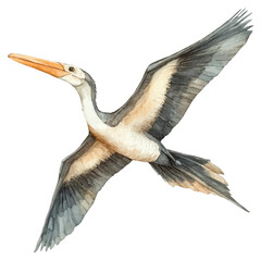 watercolor of Pteranodon draw illustration, isolated on a white background. © zenvor