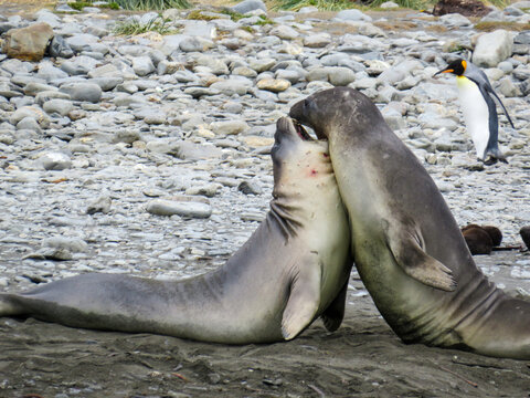 Young Elephant Seals jousting