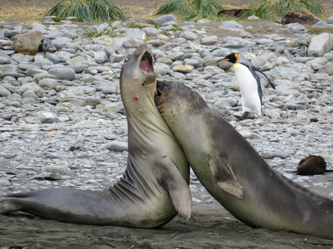 Young Elephant Seals jousting