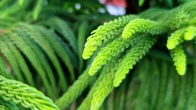 A macro-style shot highlights soft, elongated, needle-like green fronds of a Norfolk Island pine (Araucaria heterophylla), with tightly layered textures tapering at the tips against a smooth set. 