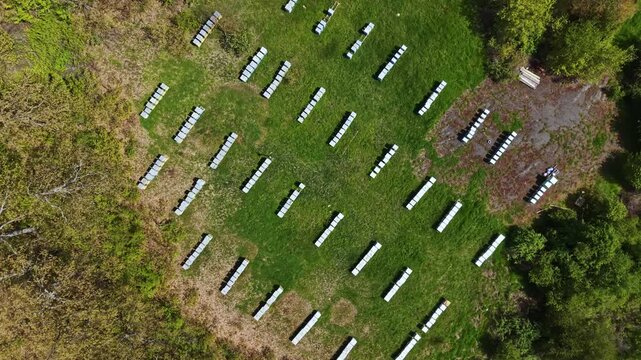 Bee hives sit in neat rows within an apiary located in a grassy area. The scene shows a large number of hives under sunlight with trees and bushes nearby.