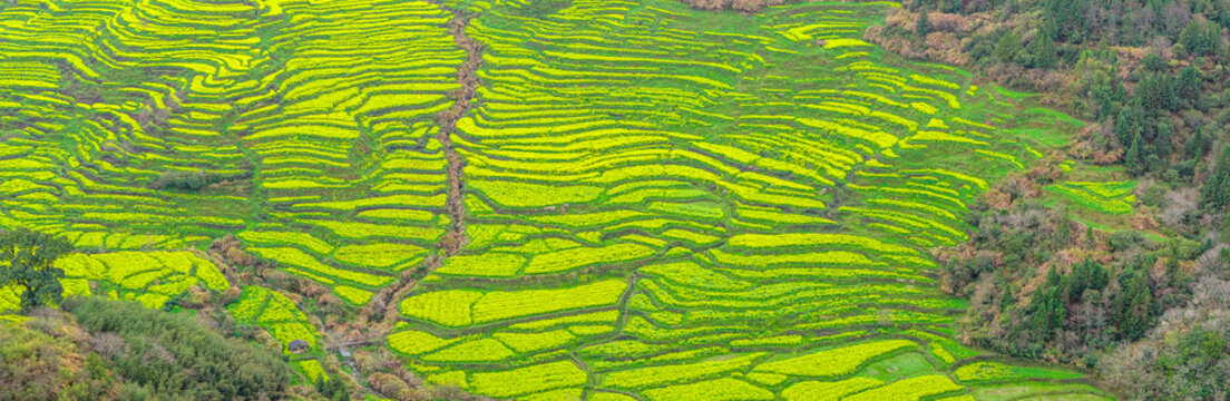 Aerial View of Rapeseed flowers Fields in Huangling Village, Wuyuan, Jiangxi Province, China