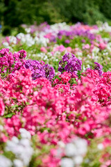 Obraz premium Vibrant phlox paniculata blooming in sunlit garden