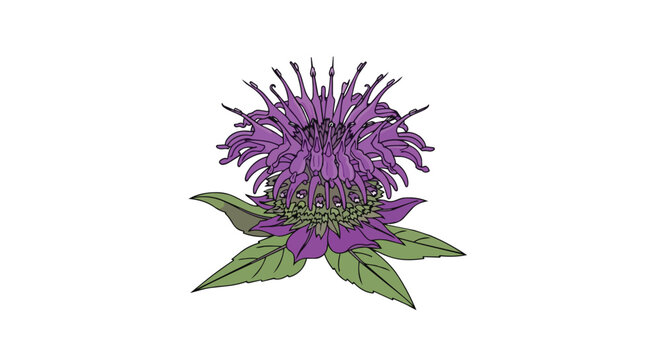 Purple Bee Balm Flower Monarda Illustration Isolated on White Background