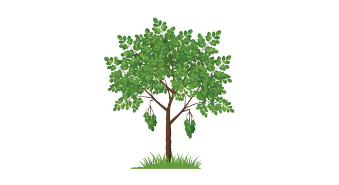 Moringa Oleifera Tree with Green Leaves and Seed Pods Illustration Isolated on White Background