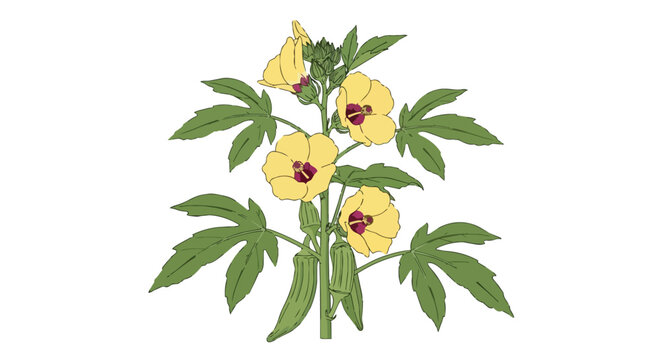 Botanical illustration of a flowering okra plant with yellow blossoms and green pods isolated on white background