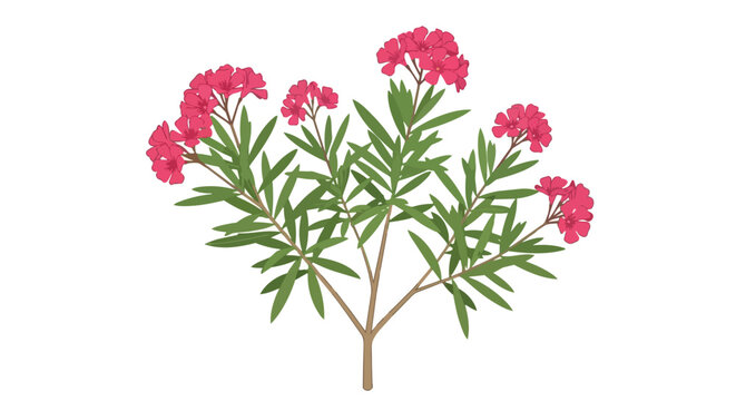Beautiful Pink Oleander Bush Illustration with Vibrant Blooming Flowers and Green Foliage Isolated on White Background