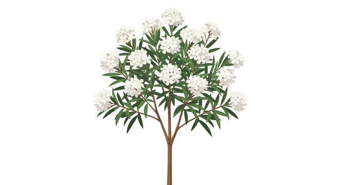 Beautiful blooming white oleander shrub with green foliage isolated on white background botanical illustration
