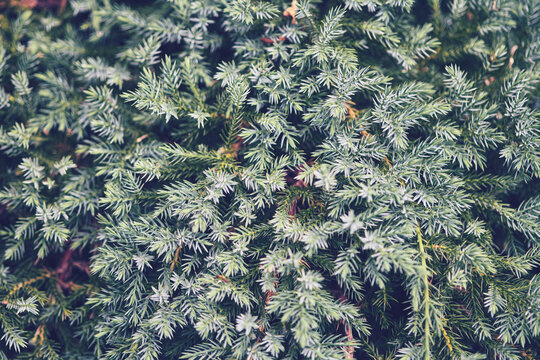 Close-up of juniperus squamata foliage with soft natural lighting