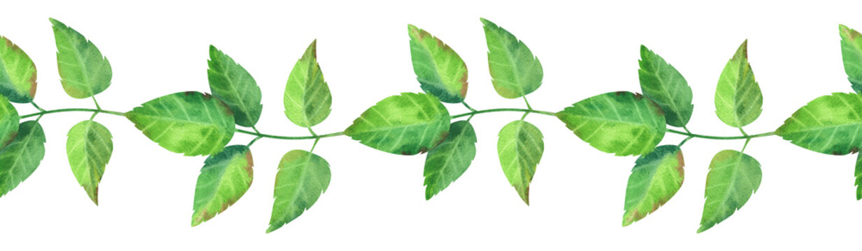 Green rosehip branch, watercolor seamless border. Hand drawn illustration of wild flowers and plants. Botanical drawing of fresh foliage for packaging tea, cosmetics, perfumes, and cards.