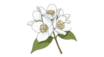 Obraz premium White Jasmine Flower Branch Illustration Isolated on White Background