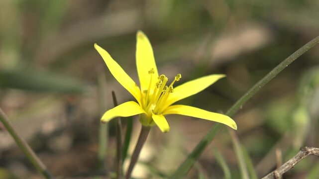 Macro close up of yellow Gagea wildflower with delicate petals and pollen in soft natural spring sunlight