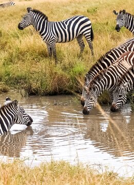 Zebras drinking water from a watering hole in African savanna