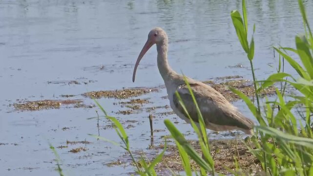 White ibis feeding in saltwater marsh. 