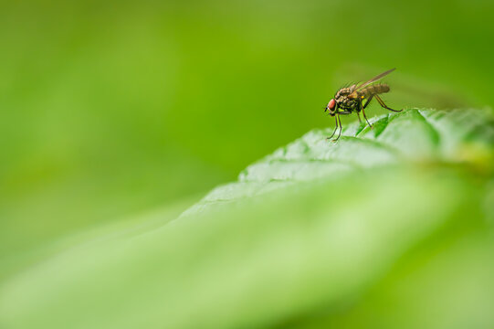 Macro fly Botanophila fugax on green leaf in Switzerland