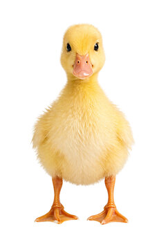 A small yellow duckling with orange feet and beak stands facing forward on png isolated transparent