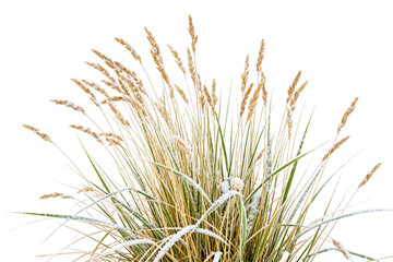 Fototapeta premium A clump of ornamental grass partially covered in hoarfrost and snow, showing green and dried golden blades under overcast winter light.