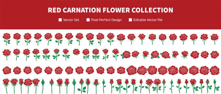 Red carnation flower collection with blooming stages floral elements botanical set isolated vector illustration for decoration and design