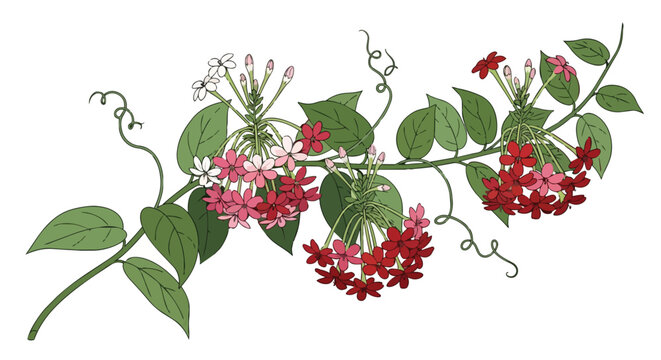 Vibrant Rangoon Creeper Combretum Indicum Vine Illustration Featuring Red Pink and White Blossoms with Green Leaves and Curly Tendrils