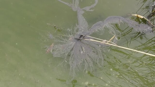 High-angle view of stagnant green water polluted by an algal bloom with submerged filamentous algae and reeds, highlighting eutrophication and water pollution