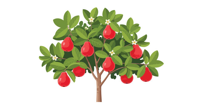 Red Wax Apple Tree with Ripe Fruit and White Flowers Illustration Isolated on White Background