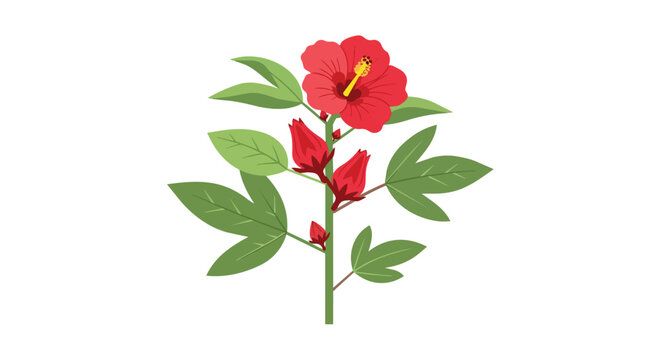 Botanical Illustration of Red Roselle Hibiscus Sabdariffa Plant with Blooming Flower and Buds Isolated on White