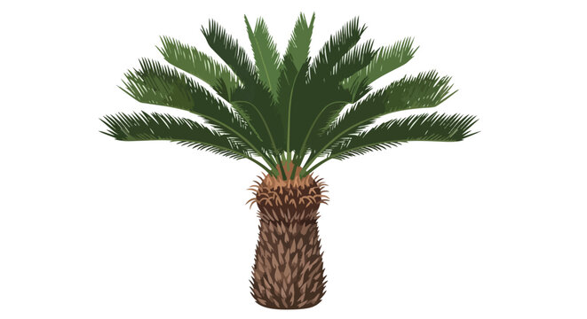 Tropical Sago Palm Tree Illustration with Green Fronds and Textured Brown Trunk Isolated on White Background