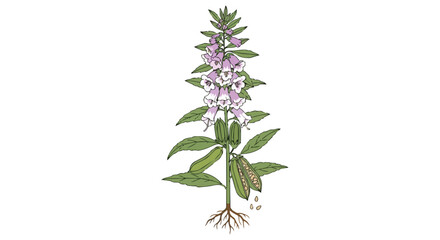 Naklejka premium Botanical Illustration of Sesame Plant Featuring Roots Leaves Purple Flowers and Seed Pods