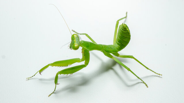 Praying mantis (Mantodea) in aggressive or defensive posture isolated on white background.