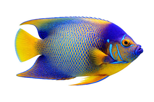 Vibrant blue and yellow angelfish swimming in dark water with detailed png isolated transparent