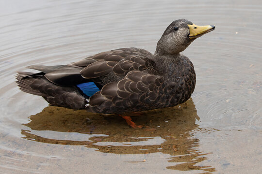 Anas rubripes American Black Duck Swimming Ontario Canada Wildlife Water Bird