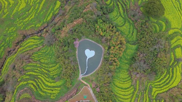 Aerial View of Rapeseed flowers Fields in Huangling Village, Wuyuan, Jiangxi Province, China
