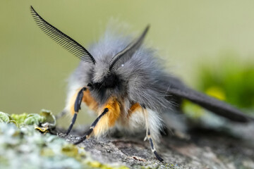 Facial closeup on a muslin moth Diaphora mendica with spread antenna © Henk